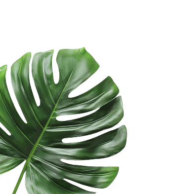 leaf-left
